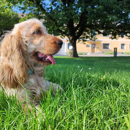 Peterseil's Radl בית חווה